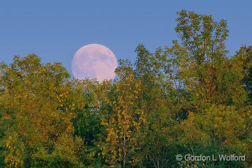 Peeking Over Trees_51081.jpg - Photographed near Lindsay, Ontario, Canada.